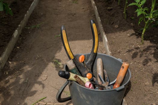 Garden tools lie in a bucket in a greenhouse. Gardening tools