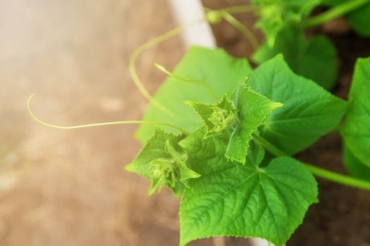 curly lashes of a cucumber in the greenhouse of a country house. Seedlings of cucumbers in the beds