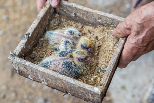 Pigeon chick in loving the human hands. Lovely funny baby dove with yellow down looking confident as trusting the human. Example of friendship between the bird and the human