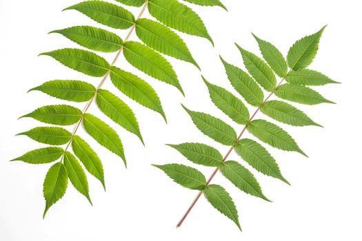 white walnut leaf with fresh foliage in spring in front of white background