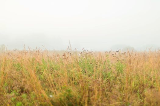 Rural landscape on a early foggy morning in the field