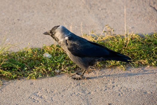 Close-up of a jackdaw stands on the sidewalk.