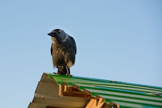 Close-up of a jackdaw stands on the roof.