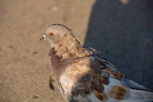 Close-up of a city pigeon.