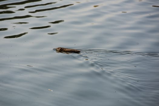 Wild muskrat swims in the water.