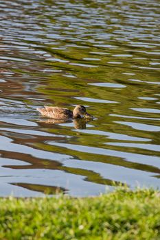 Wild duck in the lake.