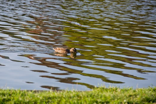 Wild duck in the lake.