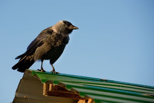 Close-up of a jackdaw stands on the roof.