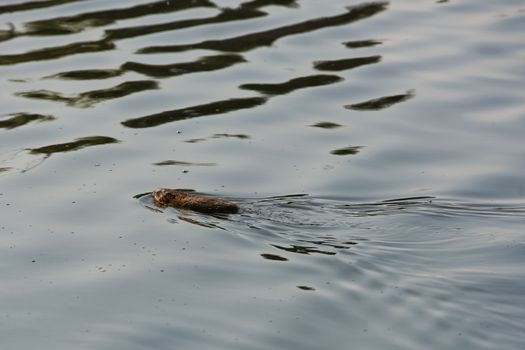 Wild muskrat swims in the water.