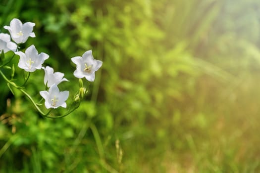 White climbing flowers in the garden of a country house. Summer beauty, place for text.