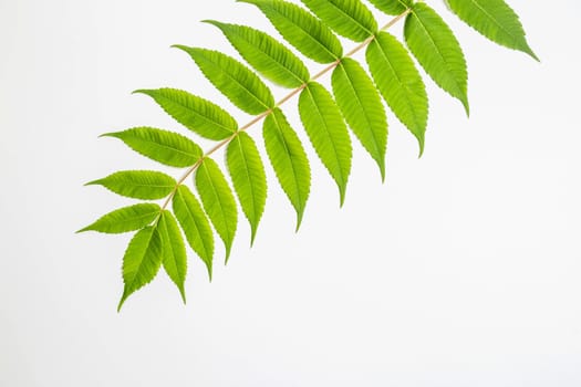 white walnut leaf with fresh foliage in spring in front of white background