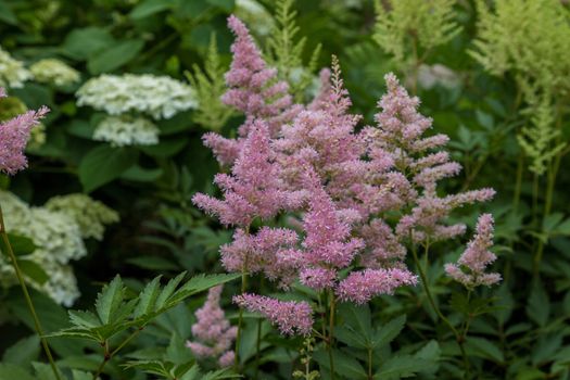 Astilbe japonic in garden. False Spiraea, salsify in natural background