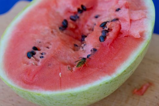 Wasps sit on a ripe red cut watermelon. Close-up.