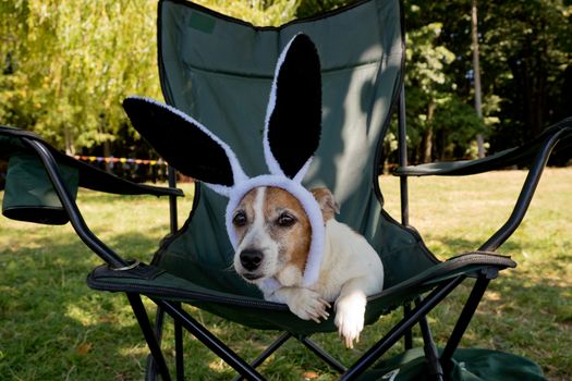 Cute jack russell terrier dog with funny rabbit ears hat sits in chair. Outdoors.