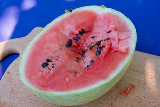 Wasps sit on a ripe red cut watermelon. Close-up.