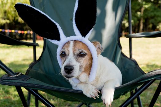 Cute jack russell terrier dog with funny rabbit ears hat sits in chair. Outdoors.