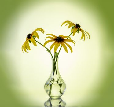 Orange gardens daisies rudbeckia Black-Eyed Susan flowers in a vase on a gradient background with vignette, artistic still life . High quality photo