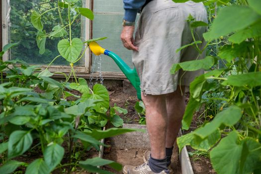 an elderly male gardener treats tomatoes with fertilizer against blackening and powdery mildew