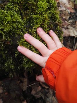 White childrens hand touches the green spring moss. Stub of green fresh moss in dry pine needles at the spring forest.
