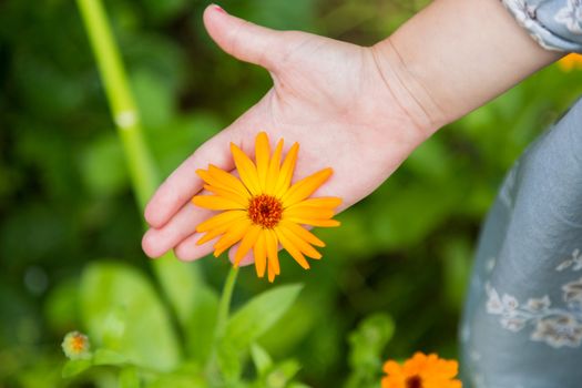 Orange marigold flowers in human hands. Healing herbs. Plucked petals of calendula.