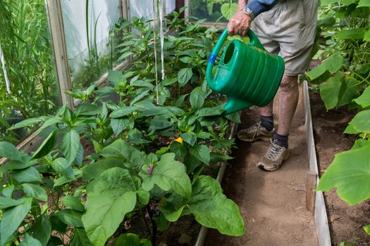 Active Older man watering plants in greenhouse