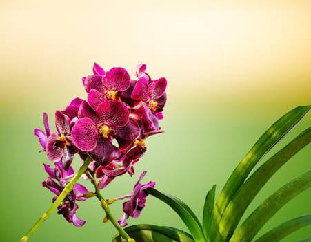 Orchid, Vanda sanderiana, considered as the Queen of Philippine orchid flowers on blurred nature background, Macro