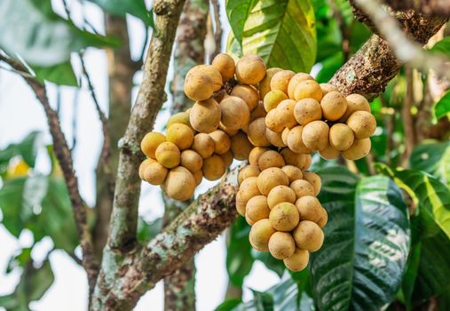 Lasium Demesticum, (Name thai Longkong) on tree blurred background, Macro