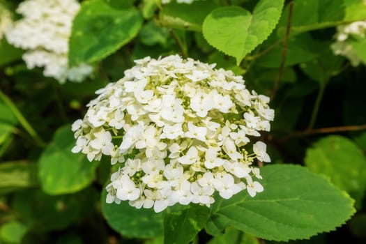 White hydrangeas on a green background. Blooming hydrangea on a background of green plants.