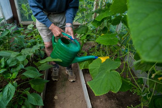 an elderly male gardener treats tomatoes with fertilizer against blackening and powdery mildew