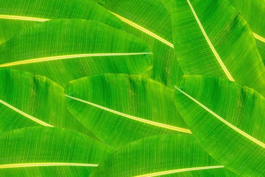 Banana leaf, green leaves, isolated on white background