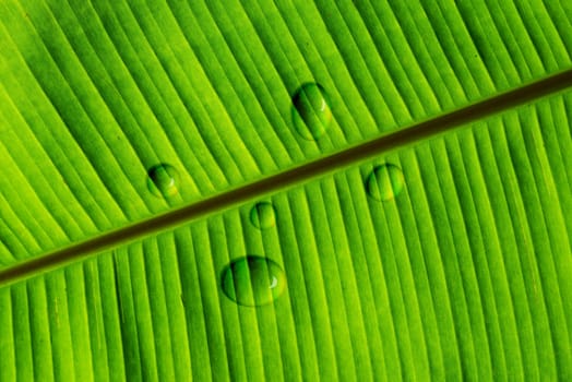 Banana green leaf with drop water texture and pattern of nature