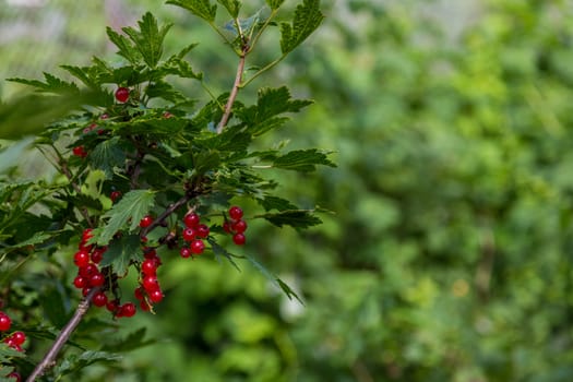 Bush of red currant berries growing in the garden, close up.