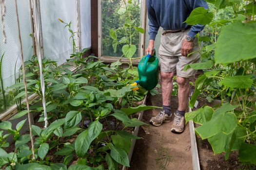 Active Older man watering plants in greenhouse