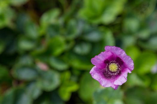 Close up of one purple poppy flower and one small bloom in a British cottage style garden in a sunny summer day, beautiful outdoor.