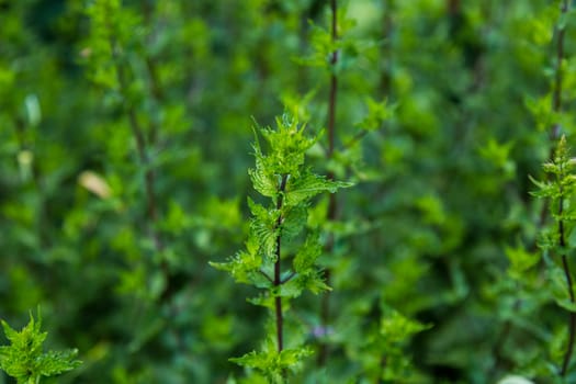 Green leafy mint background. Peppermint - grows in the garden on a flower bed, used in cooking. To grow a fragrant plant. Natural.