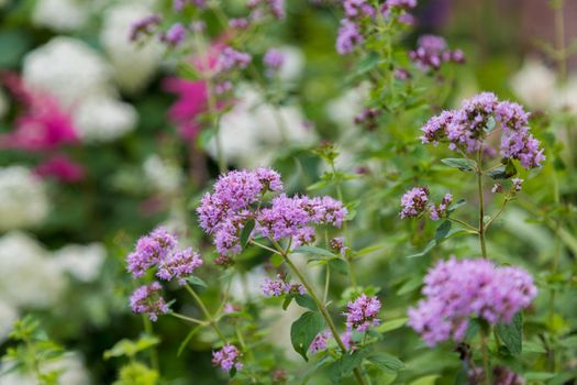 Purple VerbPurple Verbena tiny flowers in the garden. High quality photo