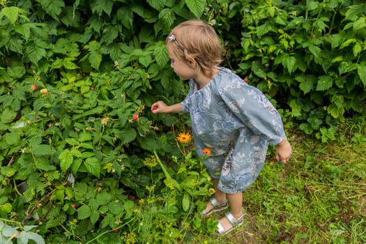 little girl picks fresh raspberries from a bush