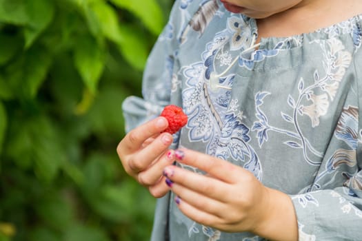 little girl picks fresh raspberries from a bush