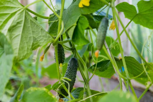 Green cucumber on a branch with yellow flowers.