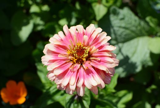 Pink Zinnia Whirligig flower against a green foliage background, zinnia elegans