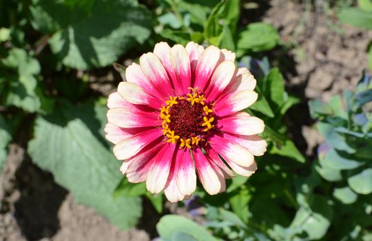 Close-up of a two-tone pink Zinnia Whirligig flower with pretty petals in a flower bed