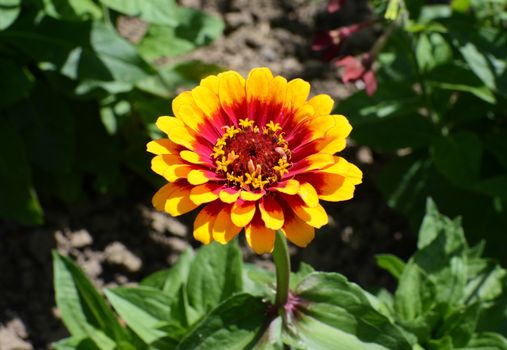 Brightly coloured yellow and red Zinnia Whirligig flower in a sunny flower bed