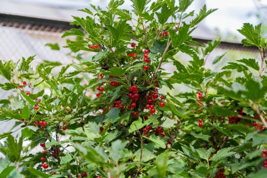 Bush of red currant berries growing in the garden, close up.