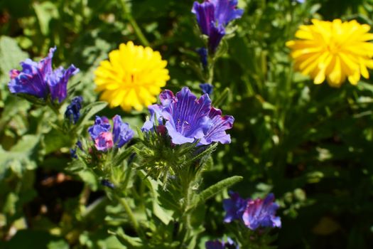 Viper's bugloss - wildflower with blue blooms, growing in a flower bed alongside yellow calendula