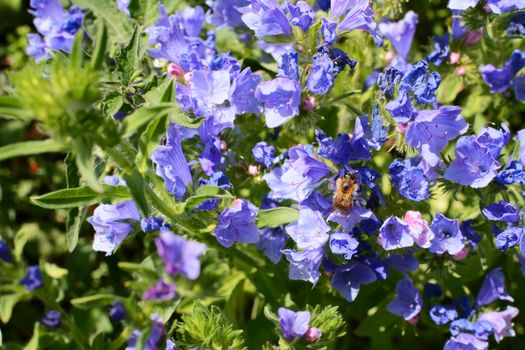 Shrill carder bee feeding from blue viper's bugloss flowers in a wildflower garden