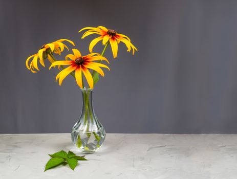 .Yellow flowers of Rudbeckia. Flower of Rudbeckia fulgida, the orange coneflower or perennial coneflower. Rudbeckia hirta Maya.