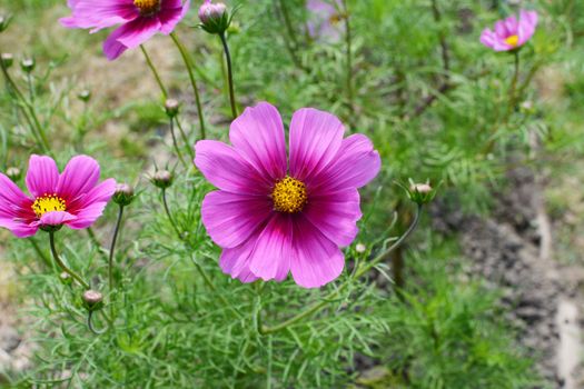 Pretty two-tone pink cosmos flower - Dwarf Sensation, cosmos bipinnatus - growing with other blooms above frondy green foliage