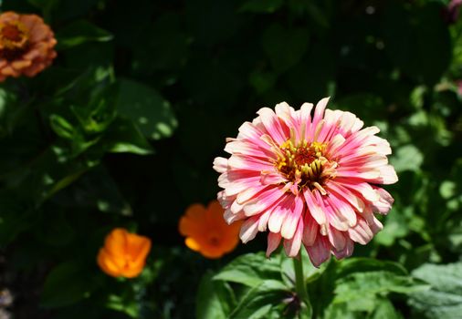 Light pink Zinnia Whirligig flower with frilly petals, blooming in the summer sunlight