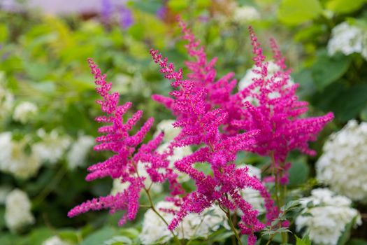 Astilbe japonic in garden. False Spiraea, salsify in natural background