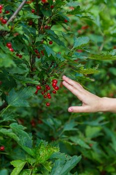 Female hands holding handful of ripe juicy red currant berries .